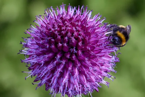 The photograph is a macro image taken in the afternoon during the summer season. The main subject is a bee on an Allium flower, showcasing the close interaction between insects and plants. The vibrant purple spherical Allium flower is prominent, with the bee gathering nectar among its many filaments, highlighting detailed structures found in flowers. There are no visible landmarks in the frame, which keeps the focus on the natural elements. This still life macro photograph effectively captures the relationship between bees and the plants they pollinate, emphasizing the importance of insects in the ecosystem.